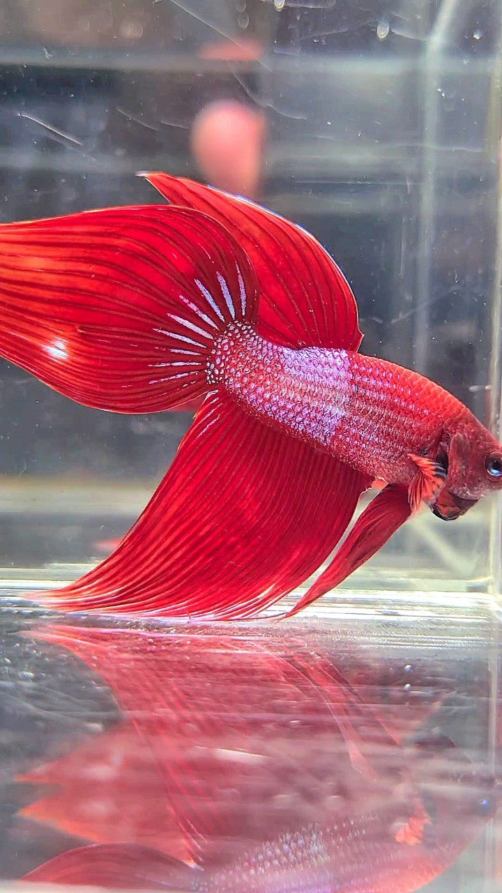 VEILTAIL RED BLUE SPLASH UNIQUE BETTA FISH