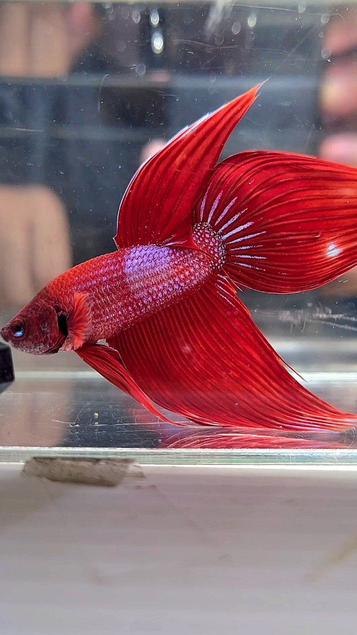 VEILTAIL RED BLUE SPLASH UNIQUE BETTA FISH