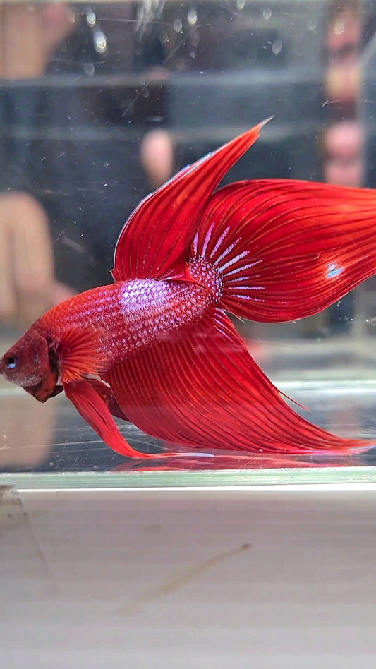 VEILTAIL RED BLUE SPLASH UNIQUE BETTA FISH