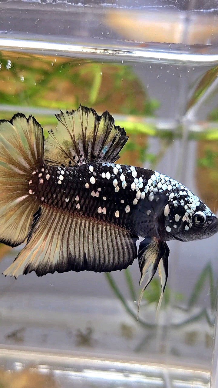 GIANT PLAKAT BO 4,5CM+ BLACK GALAXY COPPER AVATAR YELLOW GOLD BETTA FISH