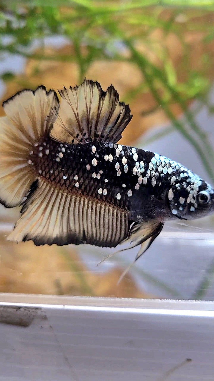 GIANT PLAKAT BO 4,5CM+ BLACK GALAXY COPPER AVATAR YELLOW GOLD BETTA FISH