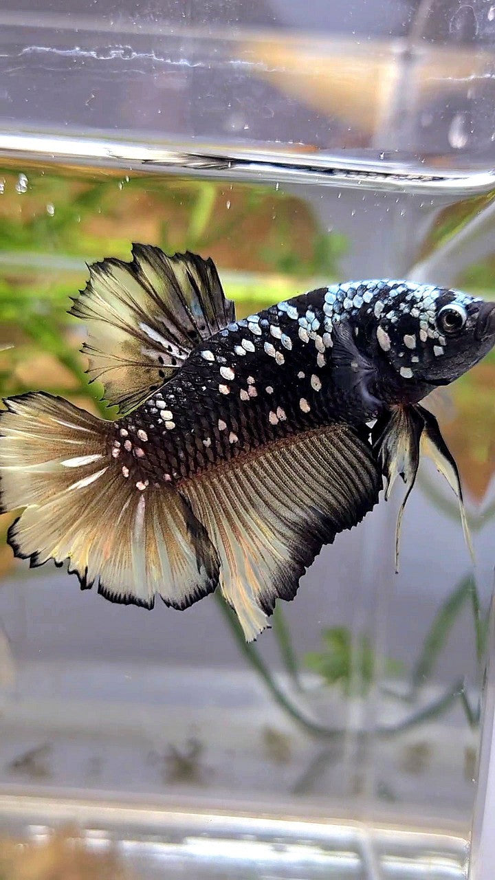 GIANT PLAKAT BO 4,5CM+ BLACK GALAXY COPPER AVATAR YELLOW GOLD BETTA FISH