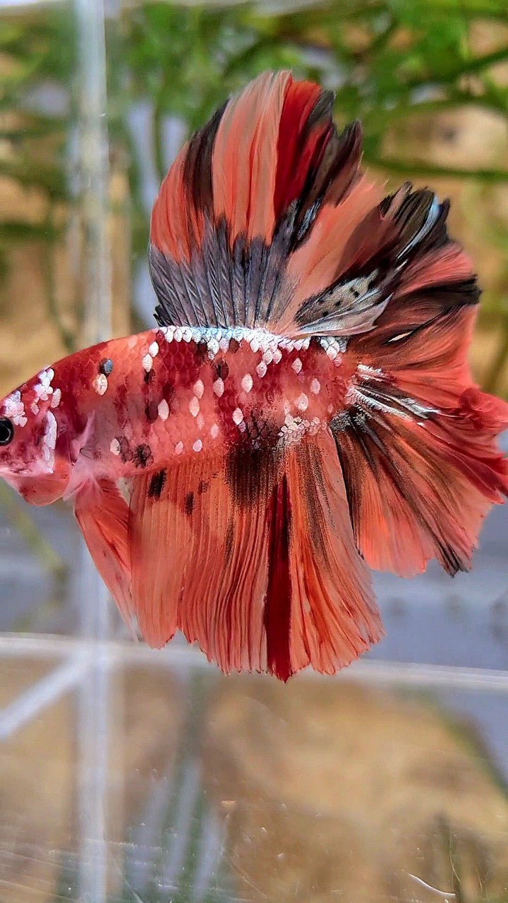 HALFMOON DOUBLE TAIL ORANGE GALAXY COPPER NEMO MULTICOLOR BETTA FISH