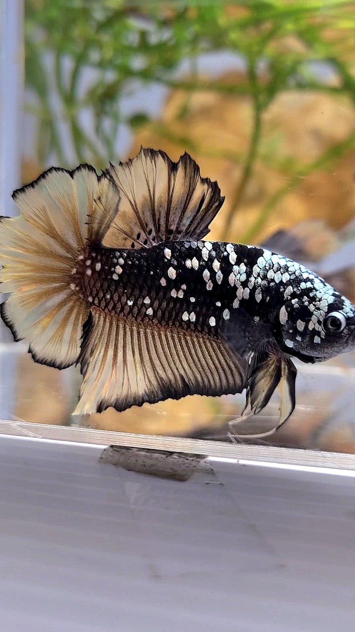 GIANT PLAKAT BO 4,5CM+ BLACK GALAXY COPPER AVATAR YELLOW GOLD BETTA FISH