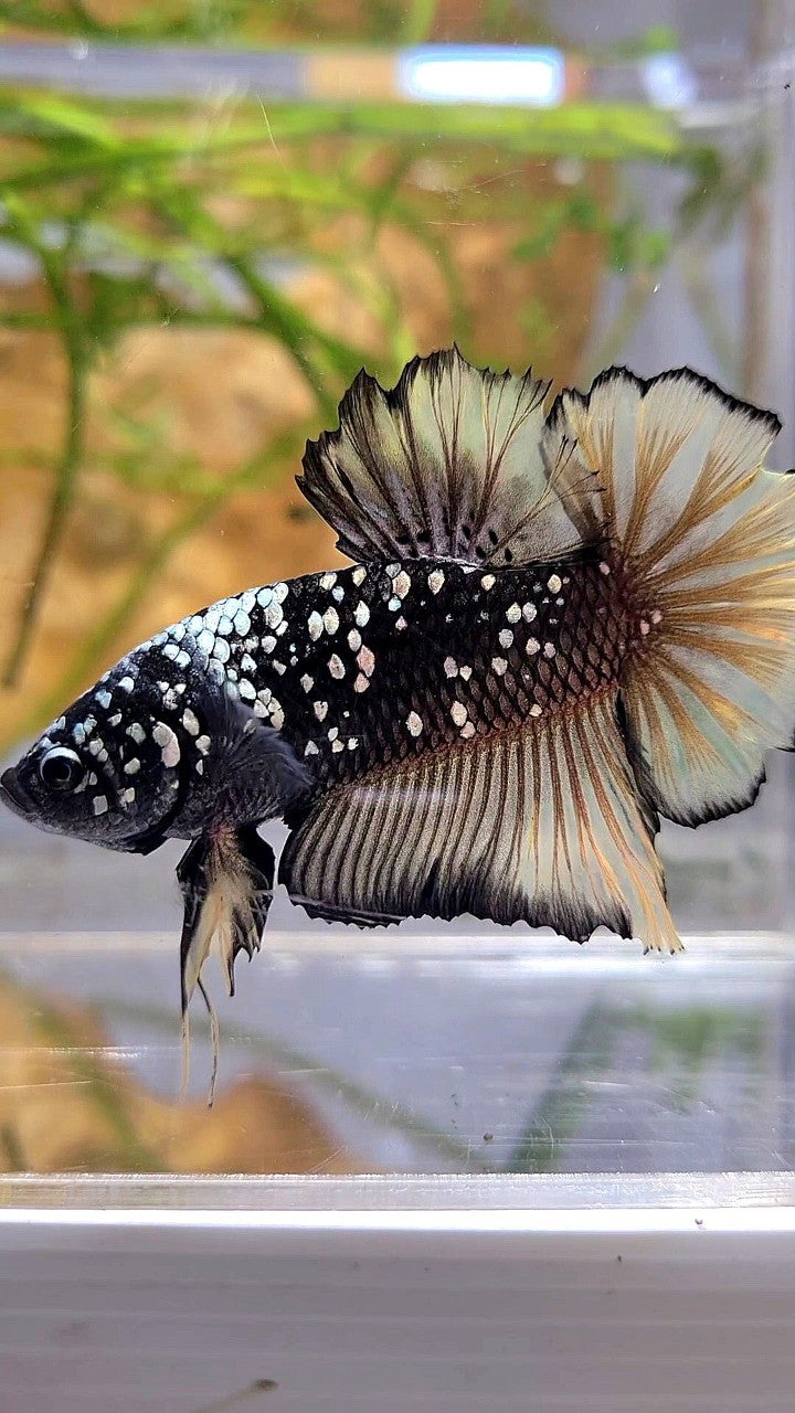 GIANT PLAKAT BO 4,5CM+ BLACK GALAXY COPPER AVATAR YELLOW GOLD BETTA FISH