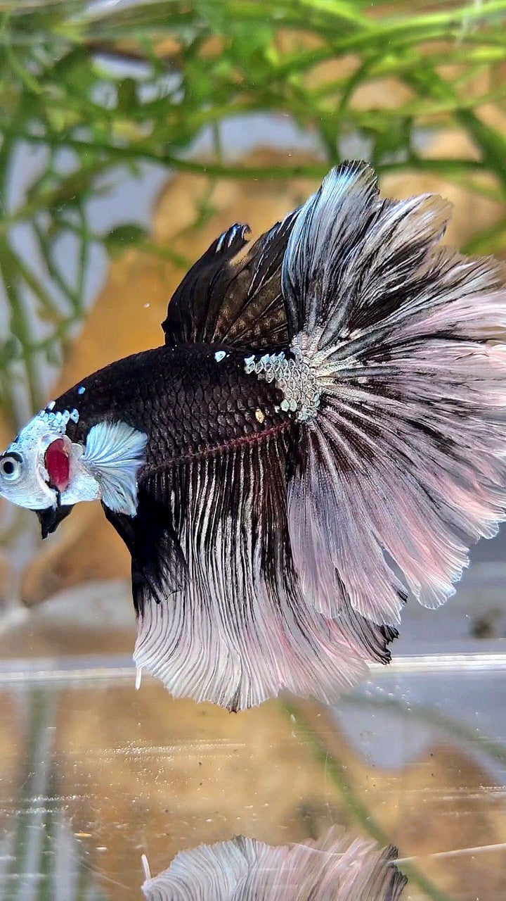 LUXURY HALFMOON ROSETAIL MASKING BLACK MAMBA SNOW BETTA FISH