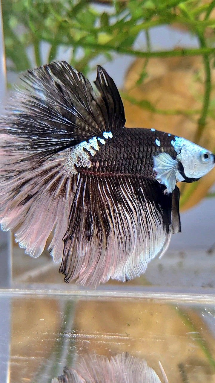 LUXURY HALFMOON ROSETAIL MASKING BLACK MAMBA SNOW BETTA FISH