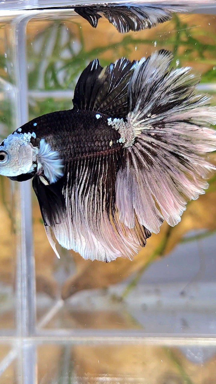 LUXURY HALFMOON ROSETAIL MASKING BLACK MAMBA SNOW BETTA FISH