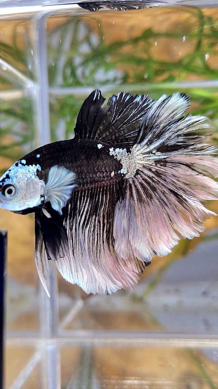 LUXURY HALFMOON ROSETAIL MASKING BLACK MAMBA SNOW BETTA FISH