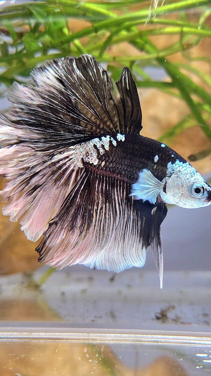 LUXURY HALFMOON ROSETAIL MASKING BLACK MAMBA SNOW BETTA FISH