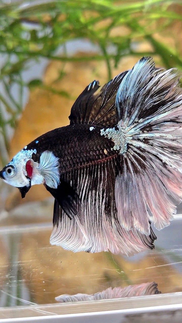 LUXURY HALFMOON ROSETAIL MASKING BLACK MAMBA SNOW BETTA FISH