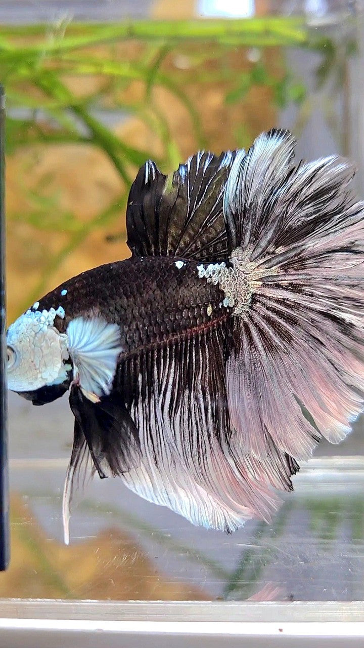 LUXURY HALFMOON ROSETAIL MASKING BLACK MAMBA SNOW BETTA FISH