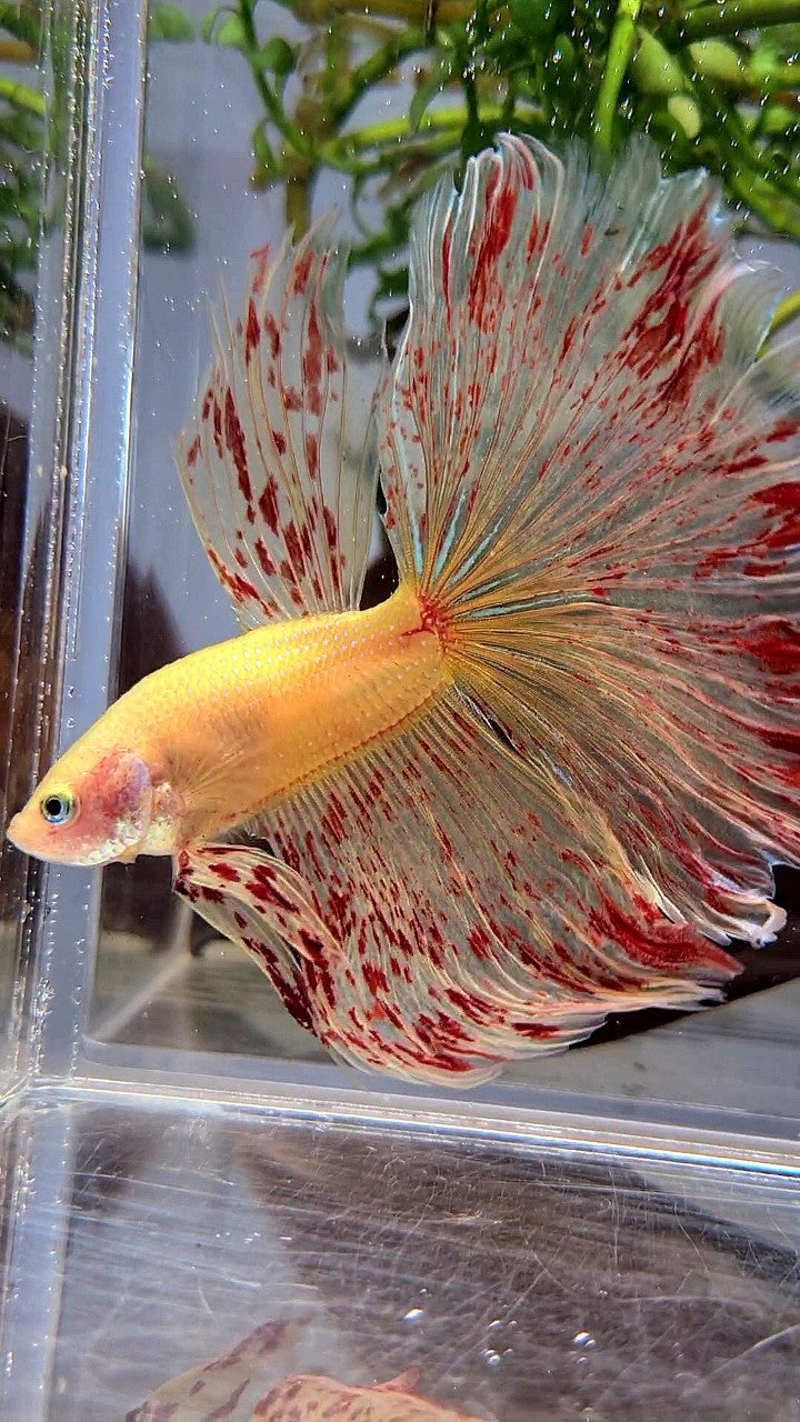 Vanda Color Betta LUXURY XL HALFMOON OVERTAIL ROSETAIL YELLOW VANDA BETTA FISH – Rare ...
