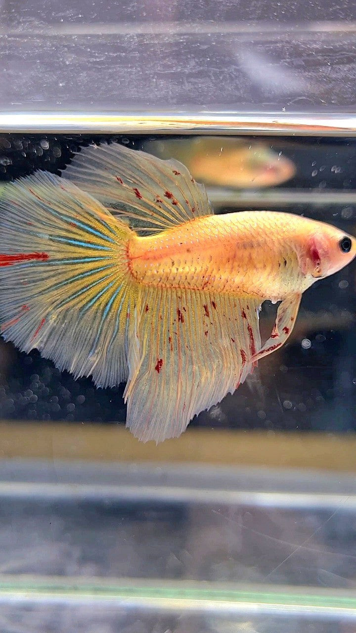 LUXURY XL FEMALE HALFMOON OVERTAIL ROSETAIL YELLOW VANDA BETTA FISH