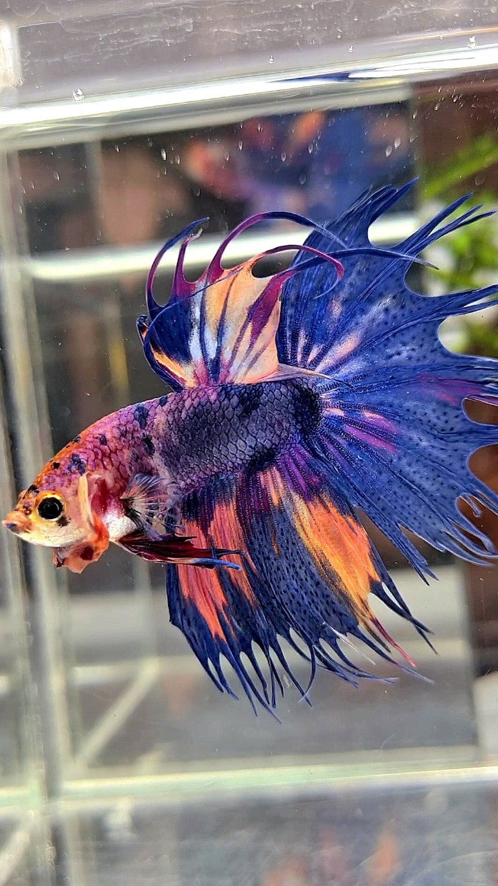 CROWNTAIL BLUE PURPLE CANDY MULTICOLOR BETTA FISH