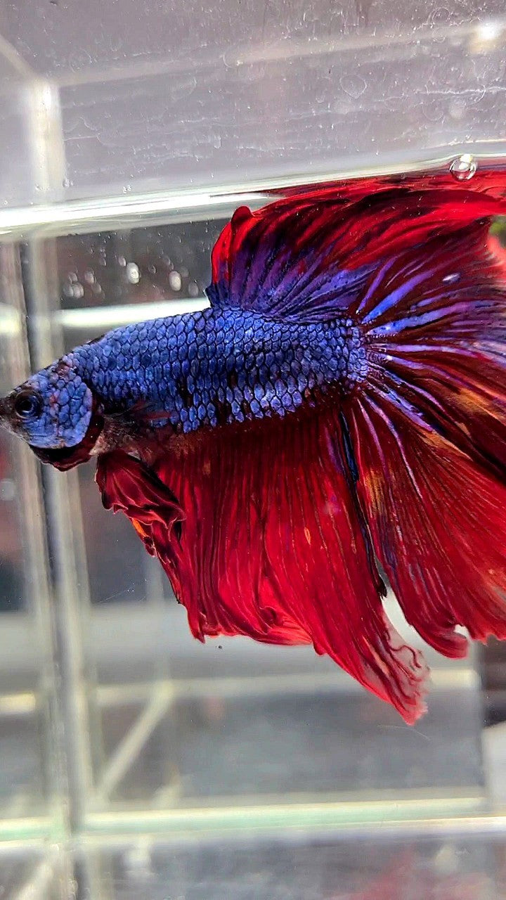 XL HALFMOON ROSETAIL BLUE RED FANCY BETTA FISH