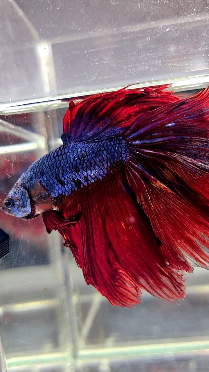 XL HALFMOON ROSETAIL BLUE RED FANCY BETTA FISH