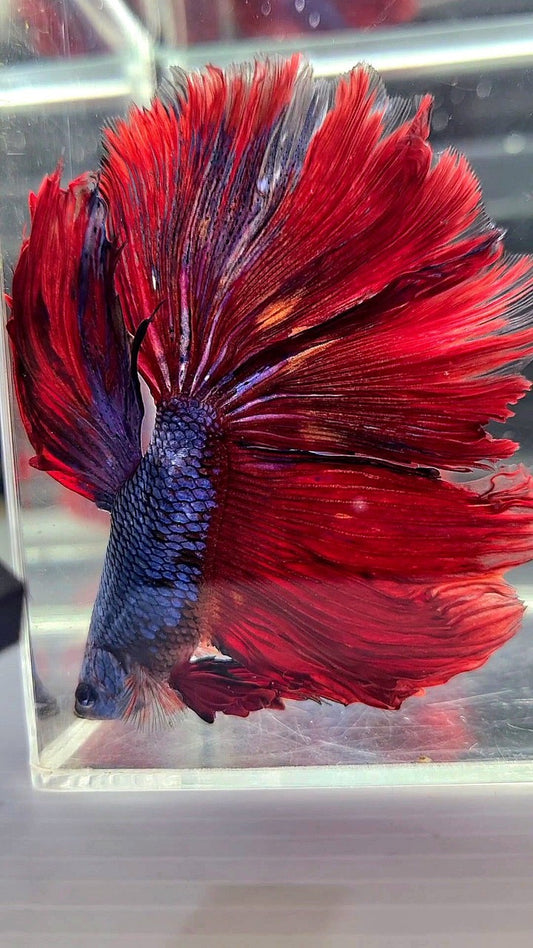 XL HALFMOON ROSETAIL BLUE RED FANCY BETTA FISH