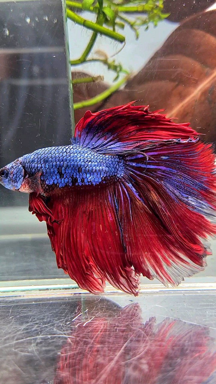 XL HALFMOON ROSETAIL BLUE RED FANCY BETTA FISH