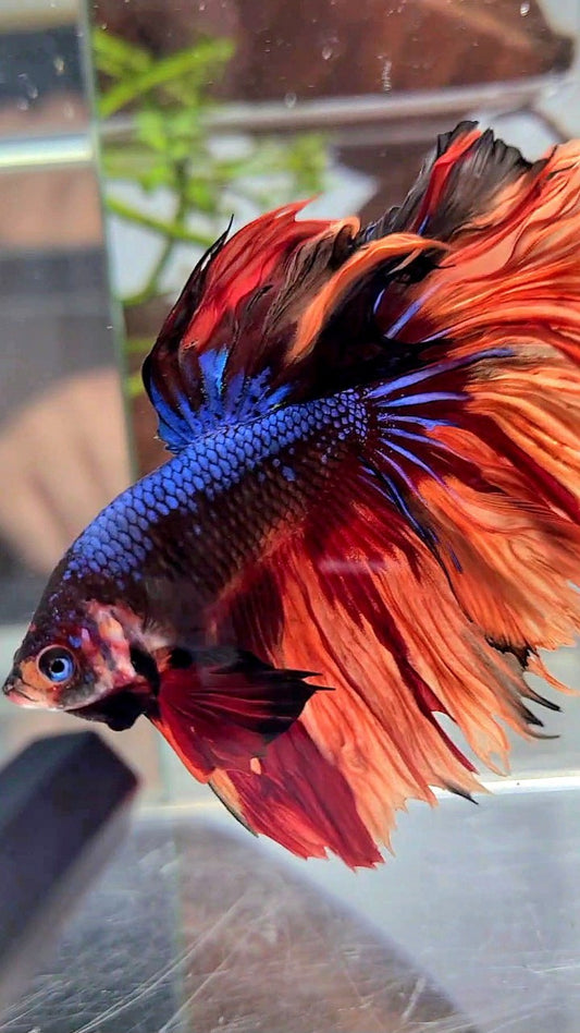 HALFMOON ROSETAIL BLUE BLACK NEMO FIRE MULTICOLOR BETTA FISH