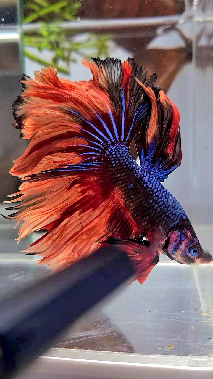 HALFMOON ROSETAIL BLUE BLACK NEMO FIRE MULTICOLOR BETTA FISH