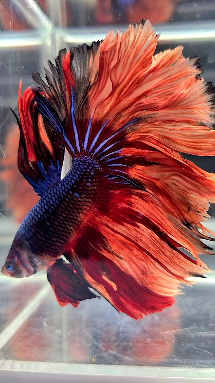 HALFMOON ROSETAIL BLUE BLACK NEMO FIRE MULTICOLOR BETTA FISH