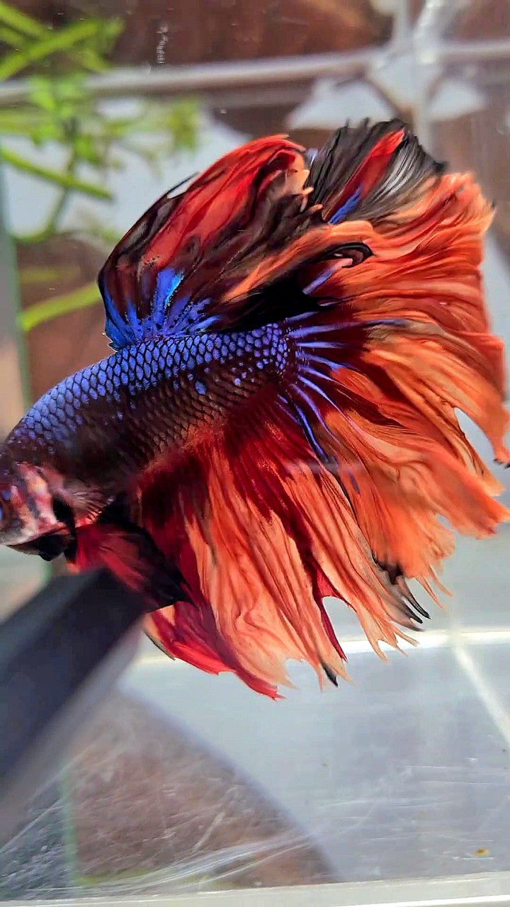 HALFMOON ROSETAIL BLUE BLACK NEMO FIRE MULTICOLOR BETTA FISH