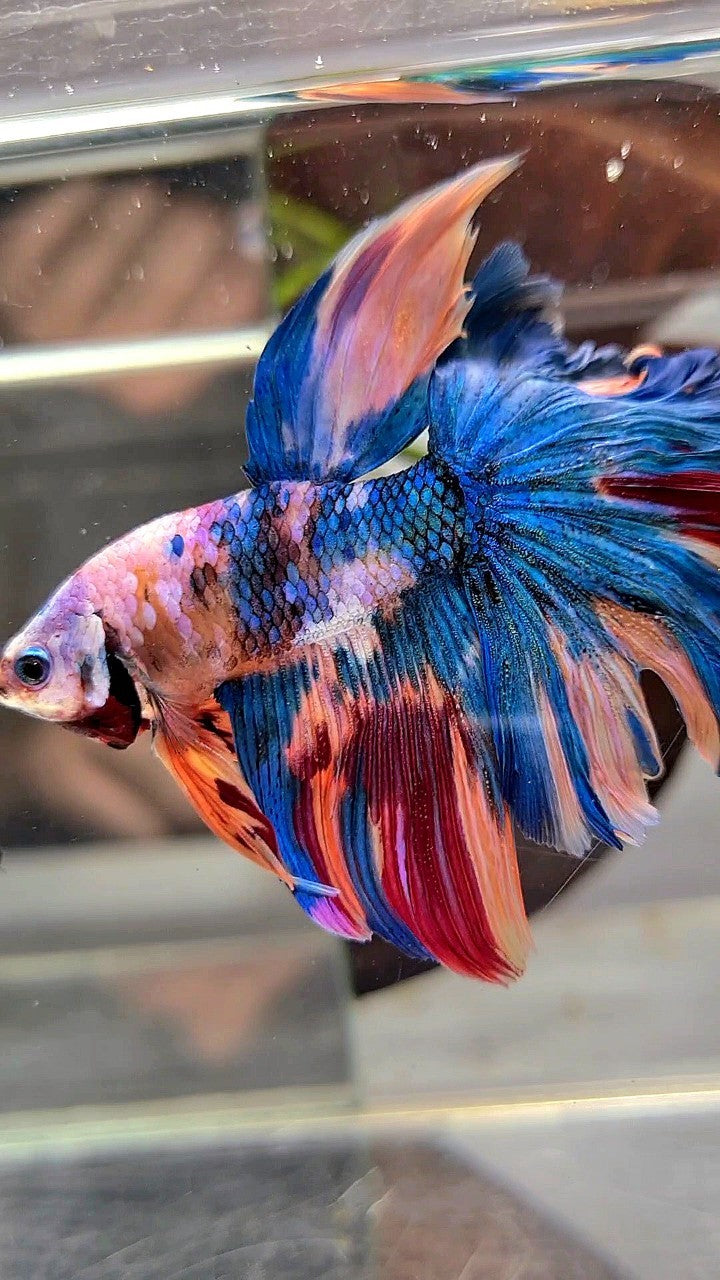 HALFMOON ROSETAIL BLUE GALAXY MULTICOLOR BETTA FISH