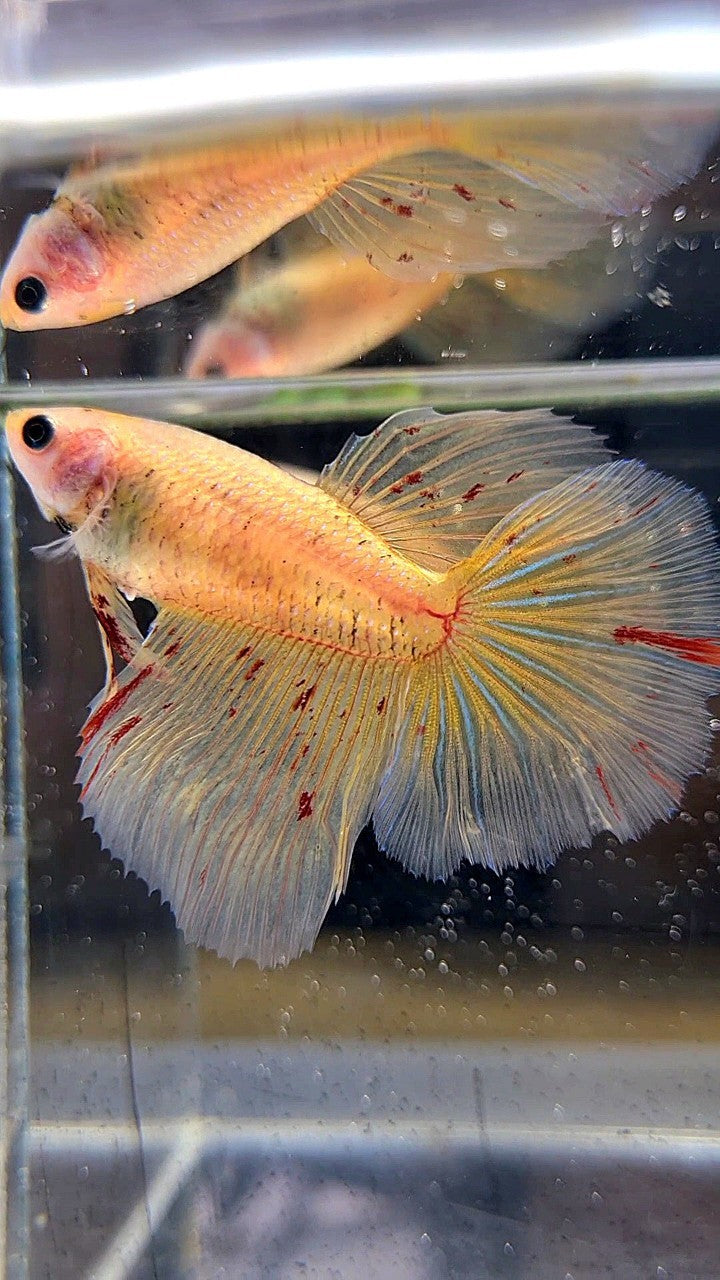 LUXURY XL FEMALE HALFMOON OVERTAIL ROSETAIL YELLOW VANDA BETTA FISH