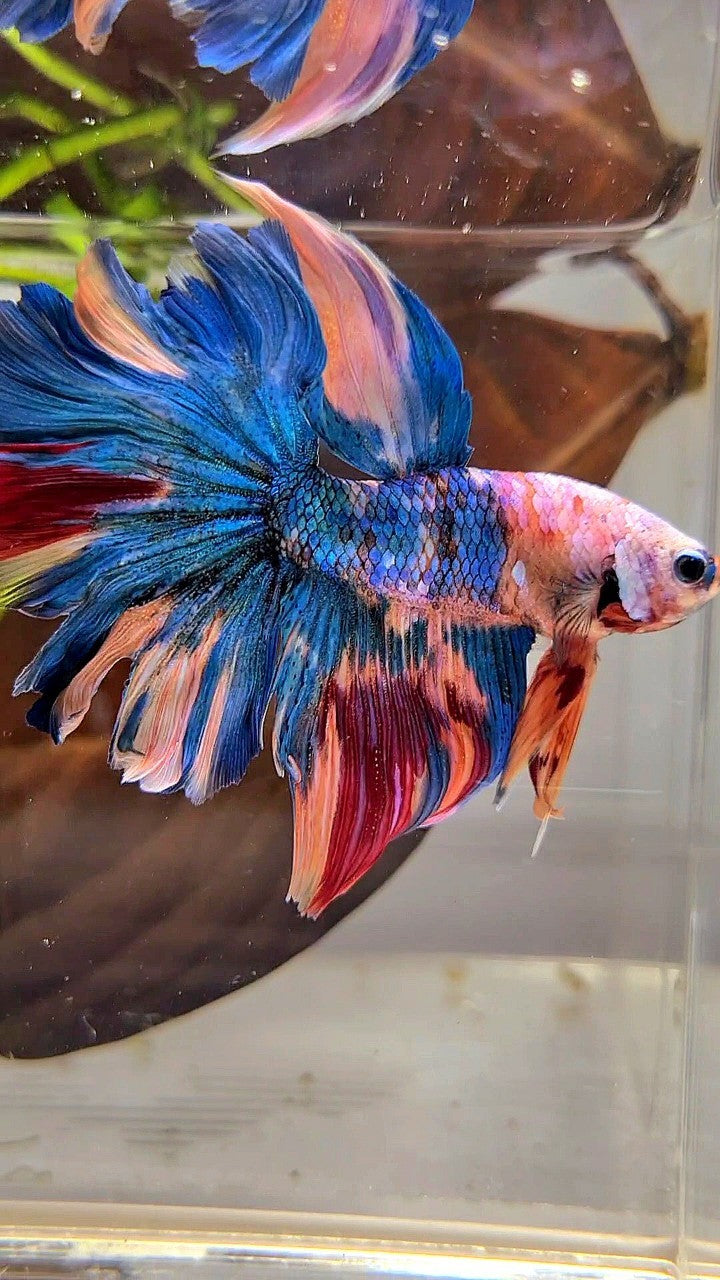 HALFMOON ROSETAIL BLUE GALAXY MULTICOLOR BETTA FISH