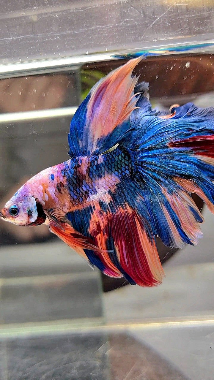 HALFMOON ROSETAIL BLUE GALAXY MULTICOLOR BETTA FISH