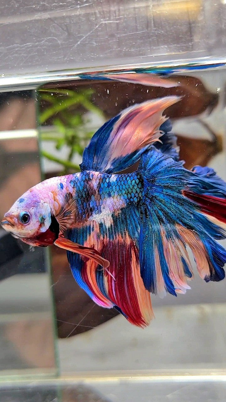 HALFMOON ROSETAIL BLUE GALAXY MULTICOLOR BETTA FISH