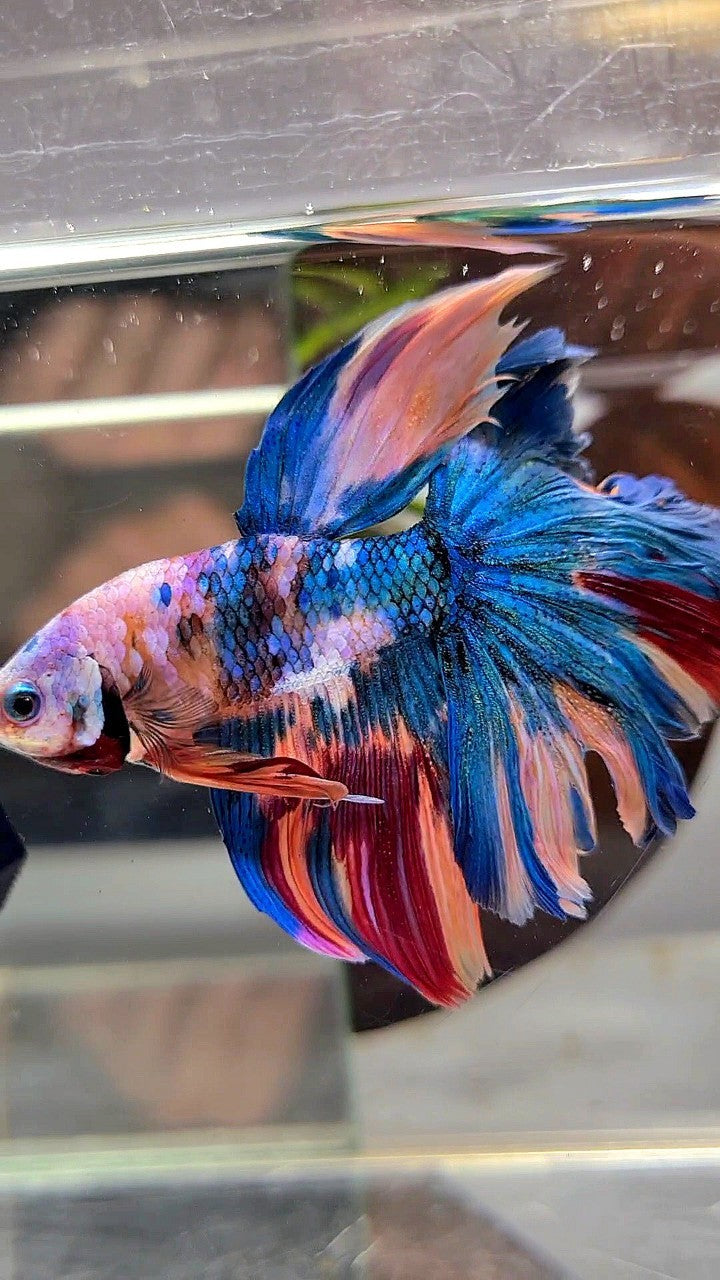 HALFMOON ROSETAIL BLUE GALAXY MULTICOLOR BETTA FISH