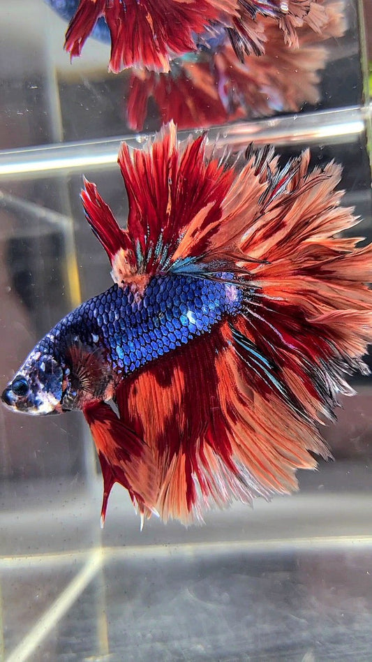 XL HALFMOON ROSETAIL BLUE NEMO FIRE MULTICOLOR BETTA FISH