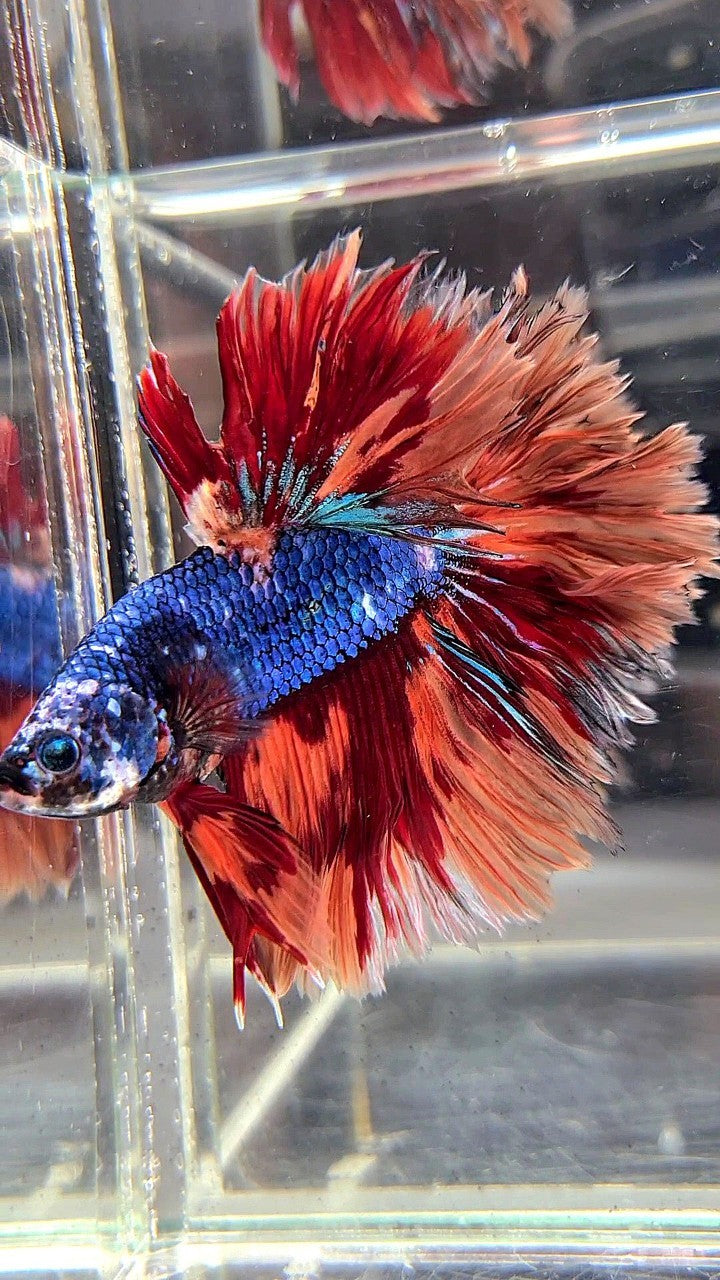 XL HALFMOON ROSETAIL BLUE NEMO FIRE MULTICOLOR BETTA FISH