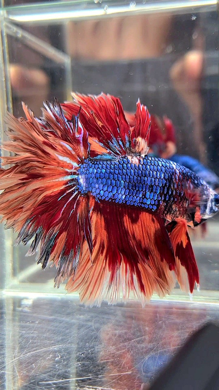 XL HALFMOON ROSETAIL BLUE NEMO FIRE MULTICOLOR BETTA FISH