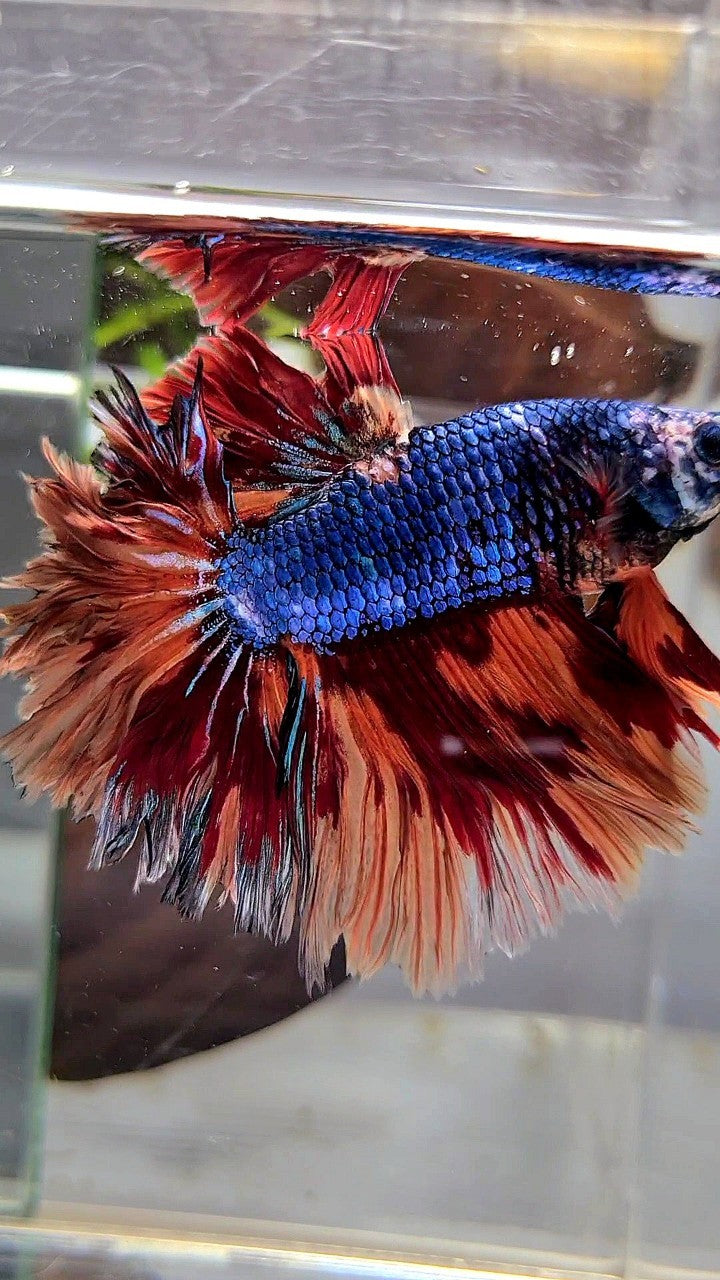 XL HALFMOON ROSETAIL BLUE NEMO FIRE MULTICOLOR BETTA FISH