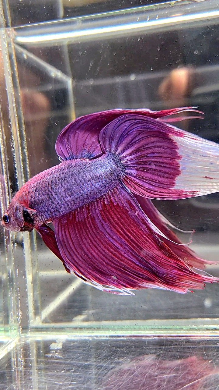 GIANT SIZE TOTAL LONG 9CM VEILTAIL PURPLE BETTA FISH