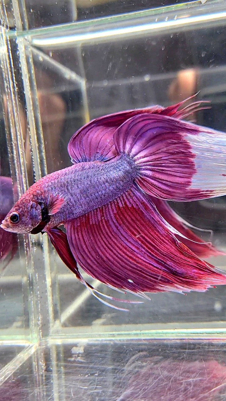 GIANT SIZE TOTAL LONG 9CM VEILTAIL PURPLE BETTA FISH