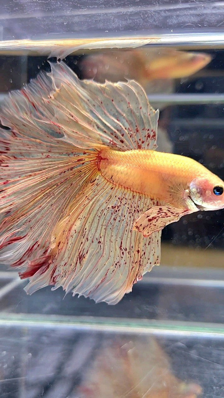 LUXURY XL HALFMOON OVERTAIL ROSETAIL YELLOW VANDA BETTA FISH