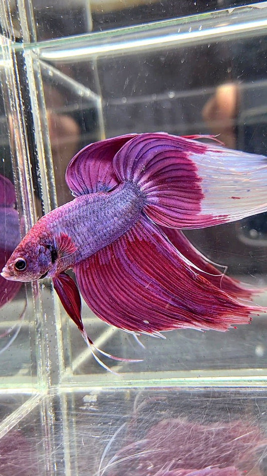 GIANT SIZE TOTAL LONG 9CM VEILTAIL PURPLE BETTA FISH