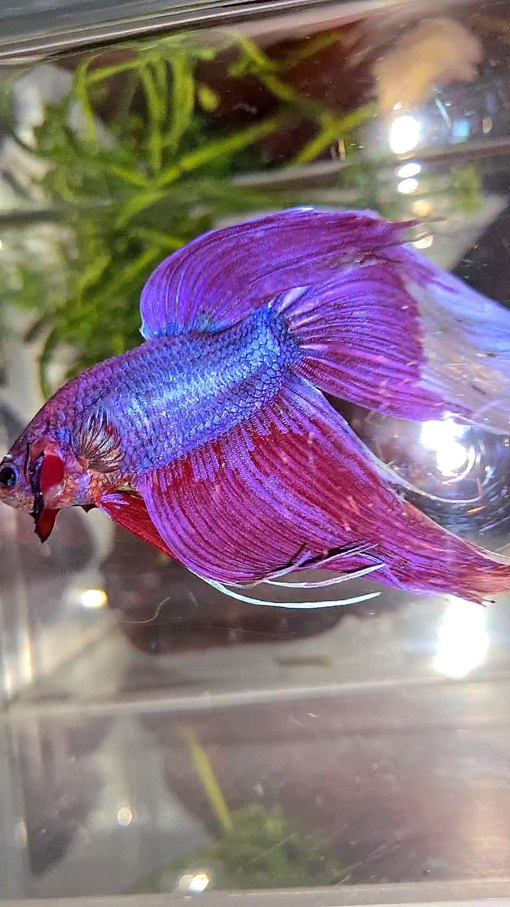 GIANT SIZE TOTAL LONG 9CM VEILTAIL PURPLE BETTA FISH