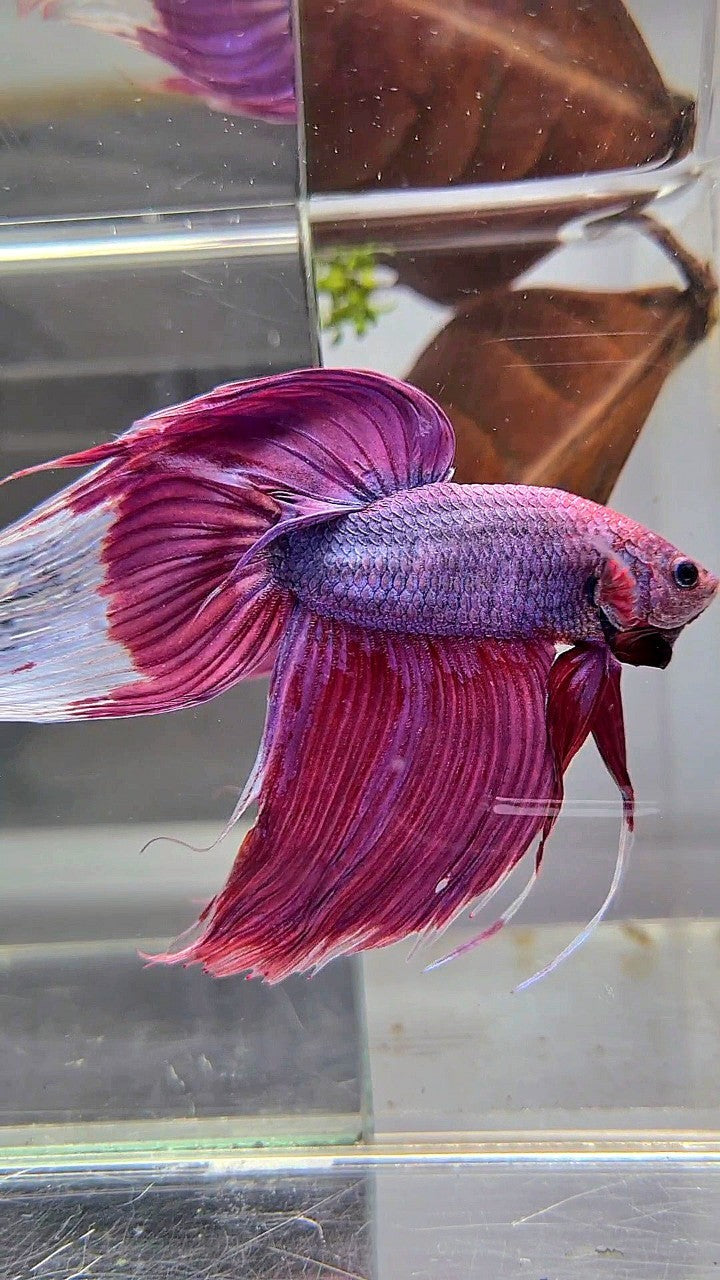 GIANT SIZE TOTAL LONG 9CM VEILTAIL PURPLE BETTA FISH