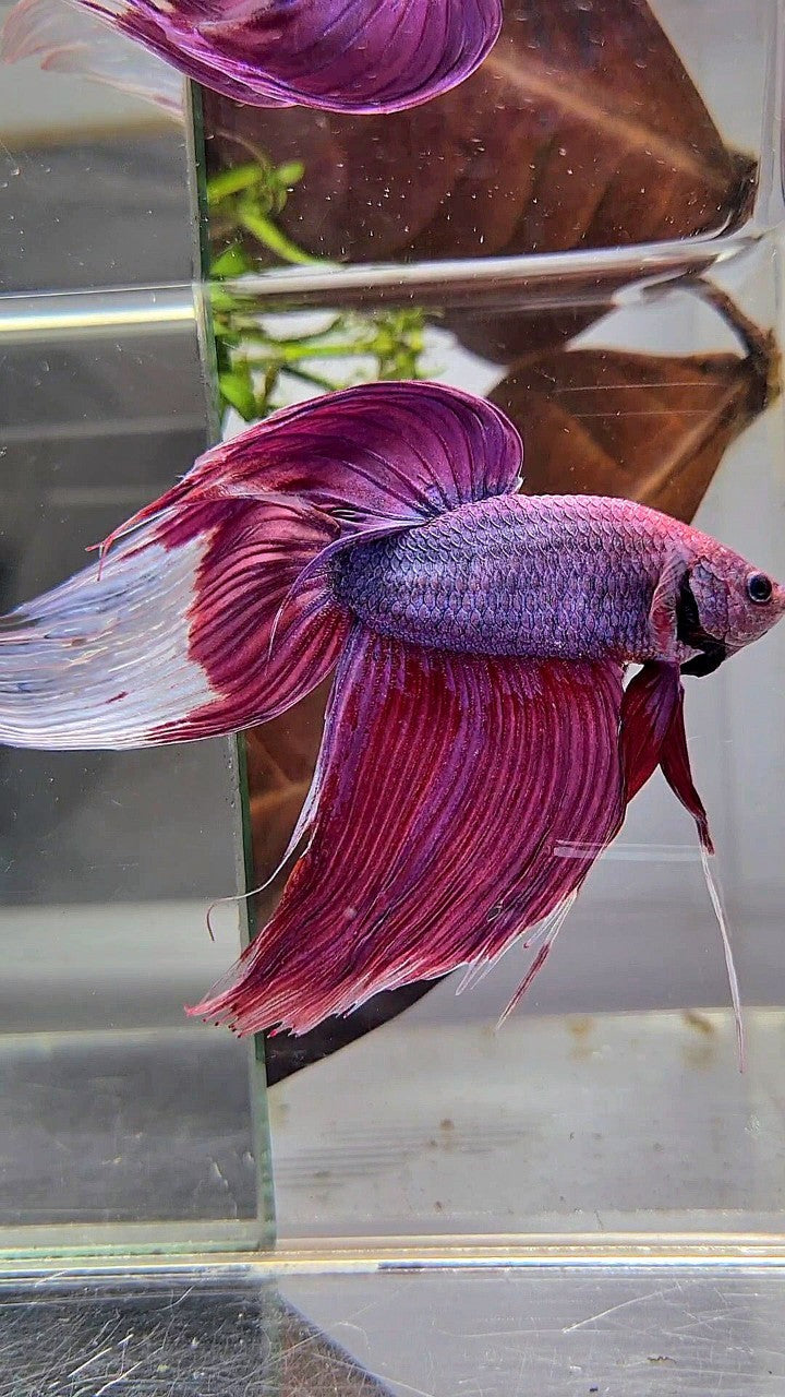 GIANT SIZE TOTAL LONG 9CM VEILTAIL PURPLE BETTA FISH