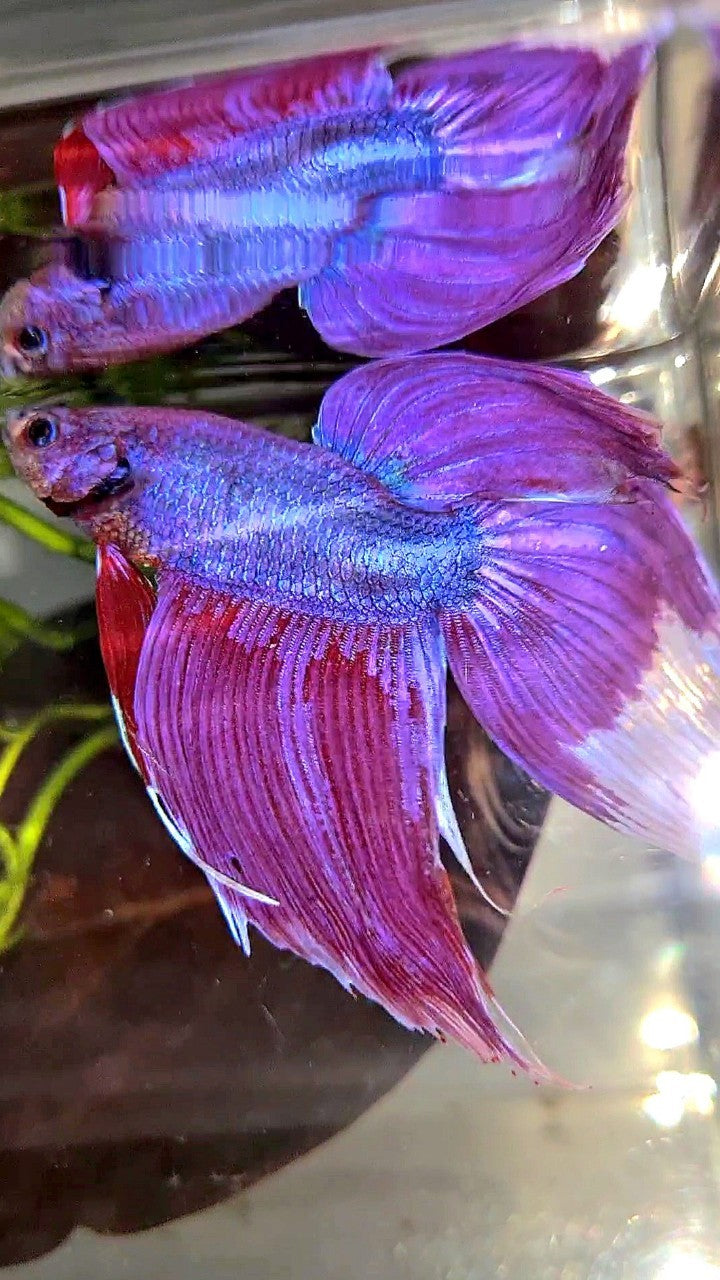 GIANT SIZE TOTAL LONG 9CM VEILTAIL PURPLE BETTA FISH