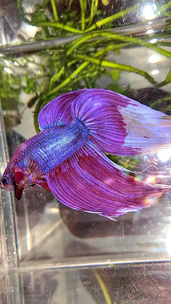 GIANT SIZE TOTAL LONG 9CM VEILTAIL PURPLE BETTA FISH