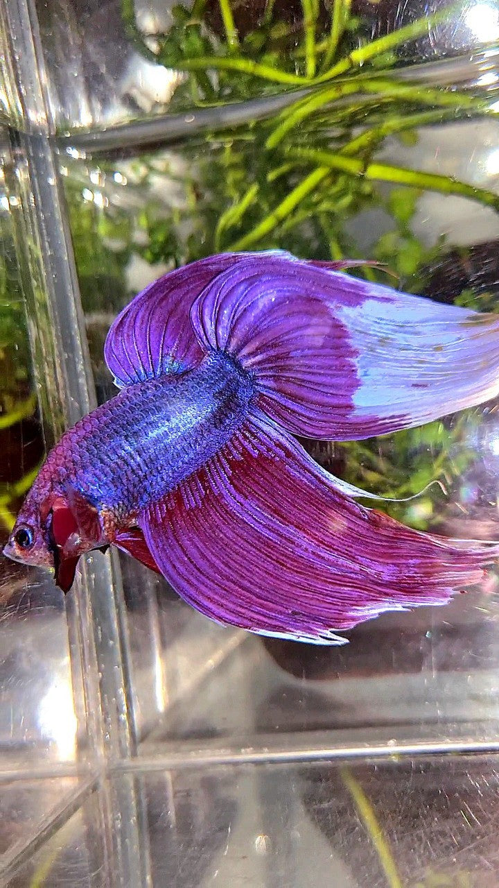 GIANT SIZE TOTAL LONG 9CM VEILTAIL PURPLE BETTA FISH