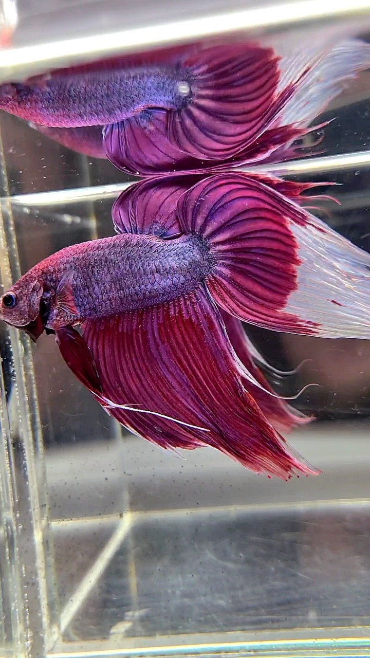 GIANT SIZE TOTAL LONG 9CM VEILTAIL PURPLE BETTA FISH