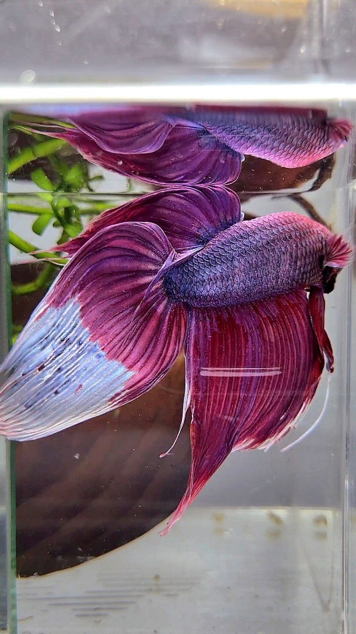 GIANT SIZE TOTAL LONG 9CM VEILTAIL PURPLE BETTA FISH