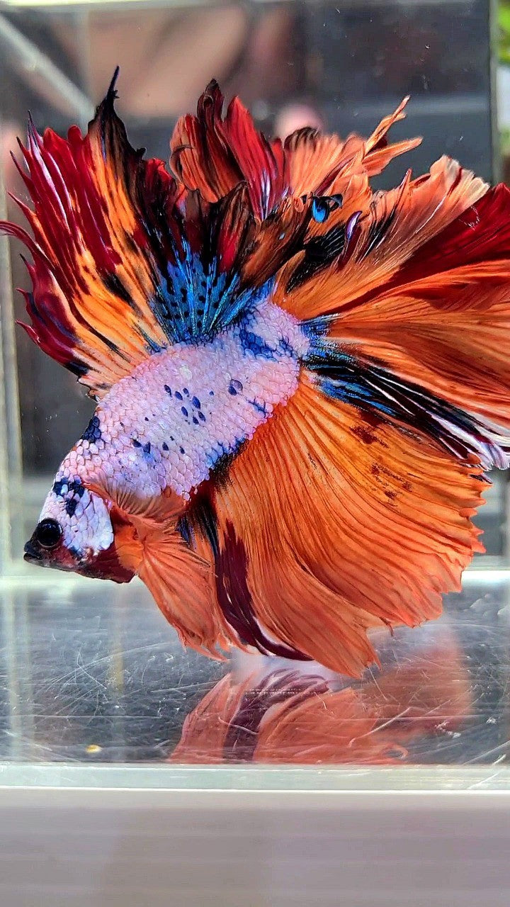 XL HALFMOON DOUBLE TAIL ROSETAIL ORANGE FANCY MULTICOLOR BETTA FISH